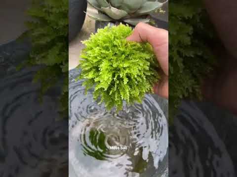 jardin-suspendu-pots-fleurs-mousse-ficelles-herbe-plantes-chaise