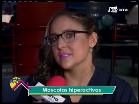 Mascotas hiperactivas