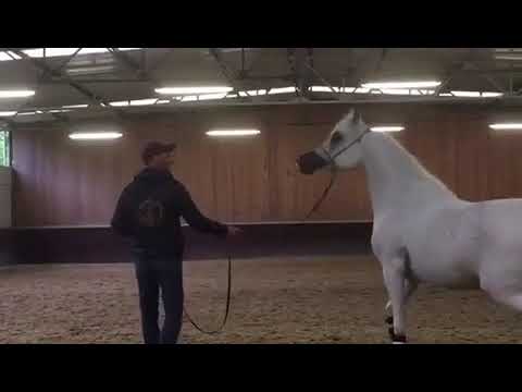 عنود الناصر الحصان العربي Anood Al Nasser