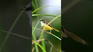 Download lagu burung prenjak meong gacor #burungkicau #burungkicau #alampedesaan mp3