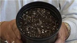 Plumerias 101 : How to Plant a Plumeria With Seeds