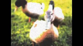 Tocotronic - Vier Geschichten von dir