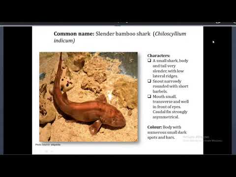 Webinar on Sharks Around Us - Shark Awareness Day 2020