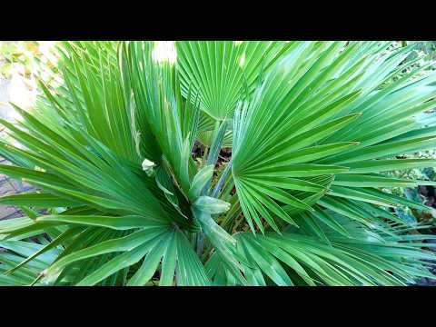 10 Best Evergreen Plants For A Tropical Style Garden