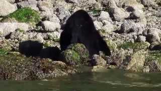 preview picture of video 'Black Bear in the Clayoquot Sound with Tofino Whale Centre Part 4'