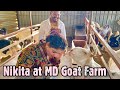 MD Goat Farm Full Tour With Curlyhairbae Nikita Vines Hameed