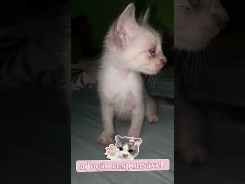 adoção responsável jaciara Mato grosso  #fyp #foryou #viralshort #shortsfeed #viralvideo #adoção