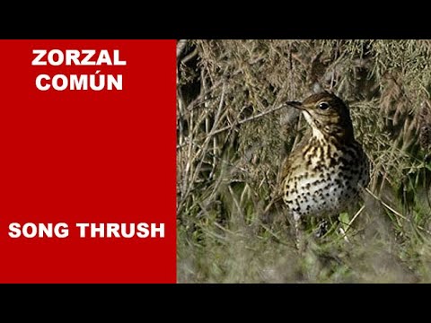ZORZAL COMÚN | SONG THRUSH | Turdus philomelos