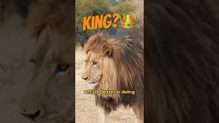 Fight for the Throne🦁