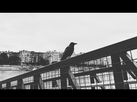 Zubi, Arif Erdem Ocak - what a luck