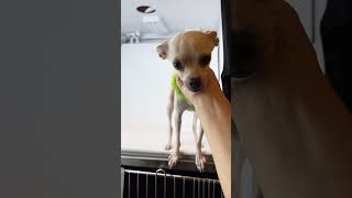 Video preview image #1 Chug Puppy For Sale in Benton, LA, USA