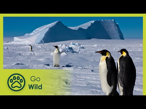 Antarctica - Tales from the End of the World - Go Wild