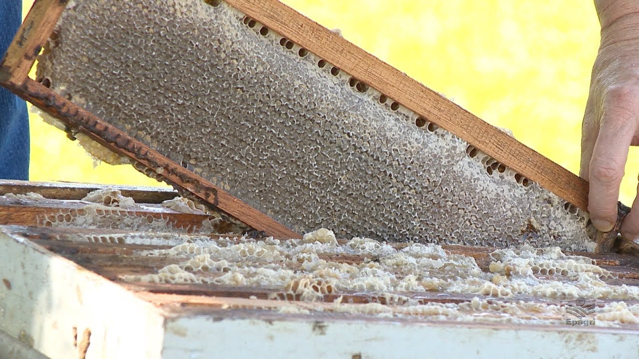 Apicultura - Boas práticas de produção