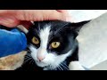 Incredibly Cute Tuxedo Kitten Is Meowing So Sweetly Because It Is Hungry Kittenmeow Landofcats
