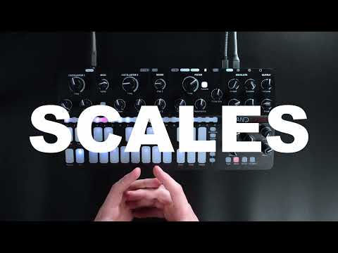 Mono MKII -  Beat Division Scales Sequencer Strip and Tempo