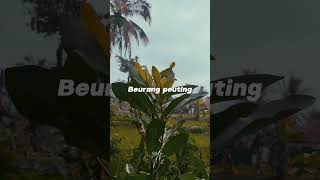 Download lagu StoryWA #doelsumbang mp3