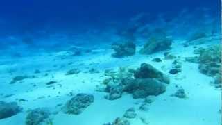 preview picture of video 'Ameth dive site close to nusa-laut island, saparua, maluku, Indonesia'
