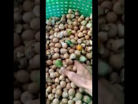 Dehusker single phase 20 belt arecanut dehusking machine, 2h...