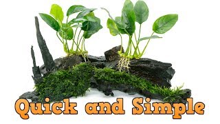 Easiest Way to Attach Plants to Driftwood