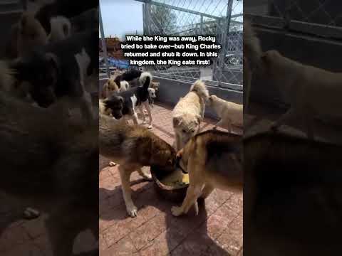 King Charles puts rocky in his place! #dogs #pets