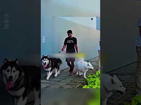 وفاء لا ينسى: لقاء بعد ستة أشهر #shorts