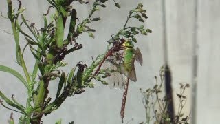 preview picture of video 'ギンヤンマがアキアカネを食う Large dragonfly eats small one'