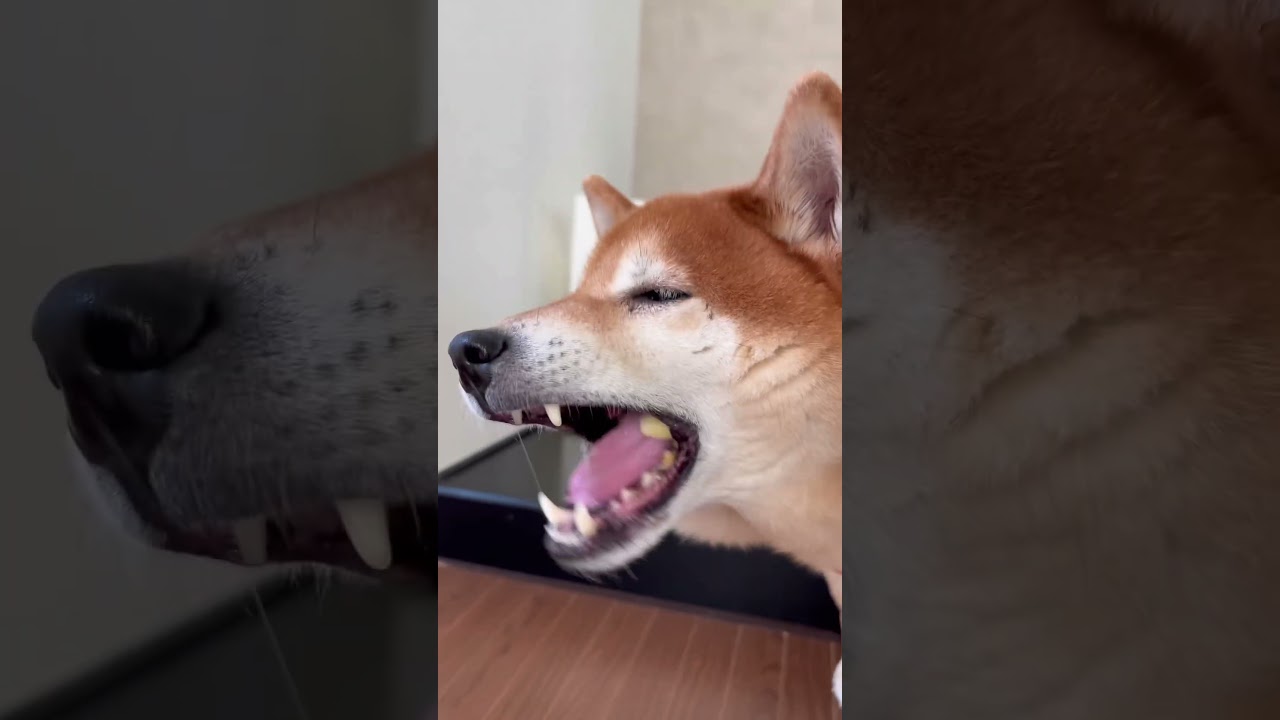 🍎食べたよ🐶 #cutedog #柴犬 #shibainu #asmr #食いしん坊 #foodfight #doggie #dog #apple #healing #モッパン #いぬのいる生活