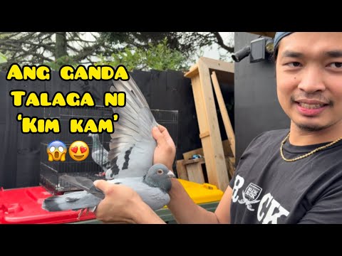 SI ‘KIM KAM’ ma Rehome ko pa kaya?!!😱 #unoloftpigeonracing #racingpipigeons #kalapati