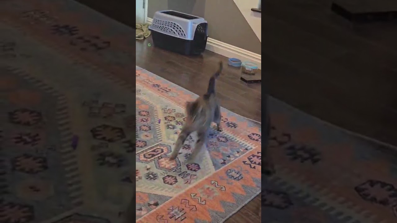 Markie (DC), a Adoptable Domestic Short Hair in Washington, DC video 6/6