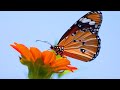 Non Duality Love And Simplicity