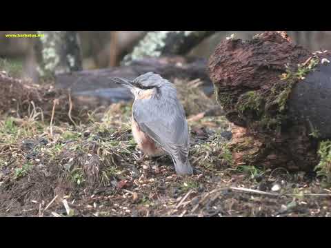 TREPADOR AZUL | NUTHATCH | Sitta europaea