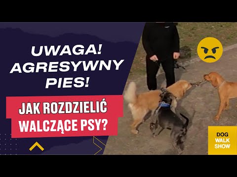 AGRESYWNY PIES! Jak rozdzielić walczące psy? | DOG WALK SHOW #35