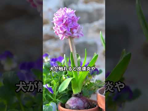 愛する人やペットの命を守るために、庭にある有毒植物を見分ける方法を学びましょう。  庭園