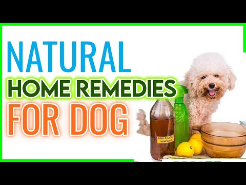 9 Natural Home Remedies For Your Dog