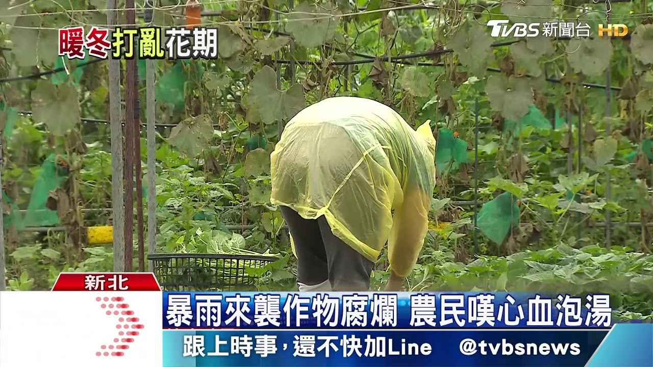 暖化加劇氣候異變 「植物亂開花」恐成常態