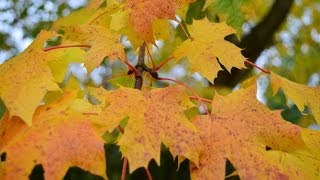 Nikon D5100 Picture Samples - Low light, Nature, Object, Landscape, etc