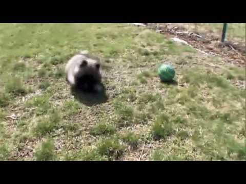Dog Breeds - Keeshond. Dogs 101 Animal Planet