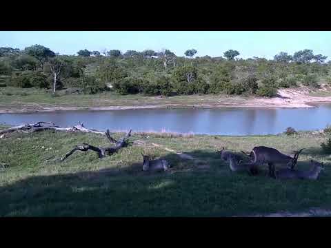 Djuma: Waterbucks, Zebras, Wildebeest bull and Impalas scattered all around - 16:17 - 11/16/2022