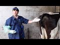 How Easi Scan Go And Wi Fi BUGs Fit Within Farm Vet Practice