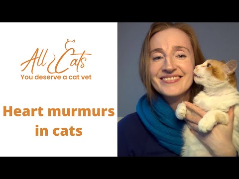 Heart murmurs in cats