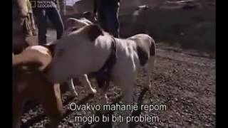 cesar millan fighting