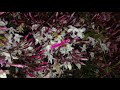 Altamira S/T (Tape Trailer)