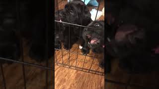 Video preview image #4 Cane Corso Puppy For Sale in ALEXANDRIA, VA, USA