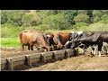 Curso Administração da Pequena Empresa Rural