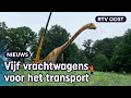 40 meter bij 8 hoog: grootste dino van Europa staat in Denekamp | RTV Oost