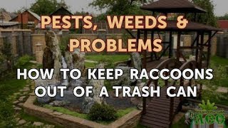 How to Keep Raccoons Out of a Trash Can