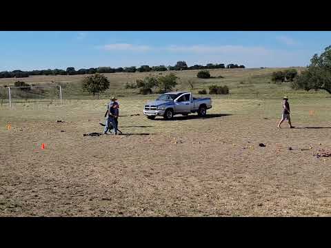 Jasper z Atarova Sadu PSA1 Trial 2022 obedience