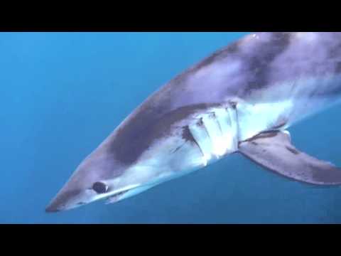 アオザメ水中映像（日本語タイトル）