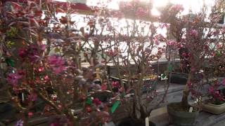 preview picture of video 'Plant City Bonsai March 2014'