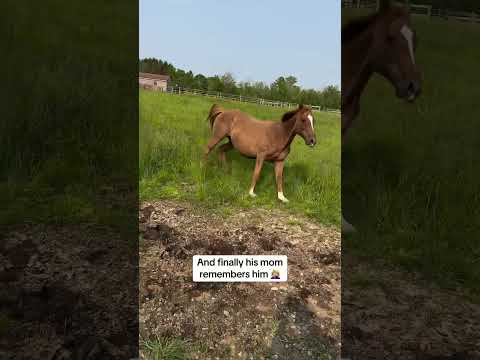 No thoughts… just speed and chaos 😂🐎💨#foal #funnyanimals #farmlife #horse #funny horselife